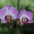 090629_Orchidee-01-small