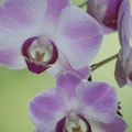 090716_Orchidee-06