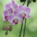 090706_Orchidee-18