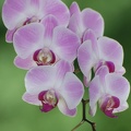 090714_Orchidee-12